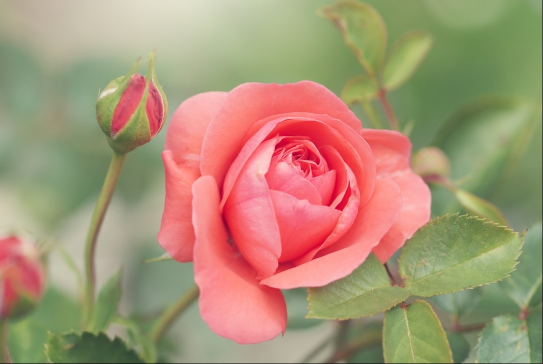 Essa tradição de São João pode deixar suas roseiras mais floridas; veja o segredo